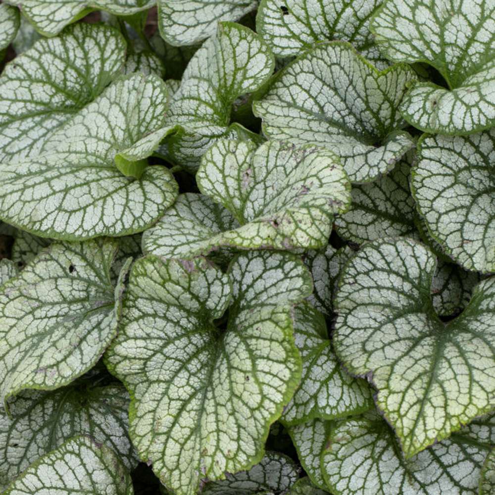 Kaukasisk förgätmigej 'Jack Frost' (Brunnera macrophylla)